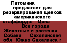 Питомник KURAT GRAD предлагает для резервирования щенков американского стаффордш › Цена ­ 25 000 - Все города Животные и растения » Собаки   . Сахалинская обл.,Южно-Сахалинск г.